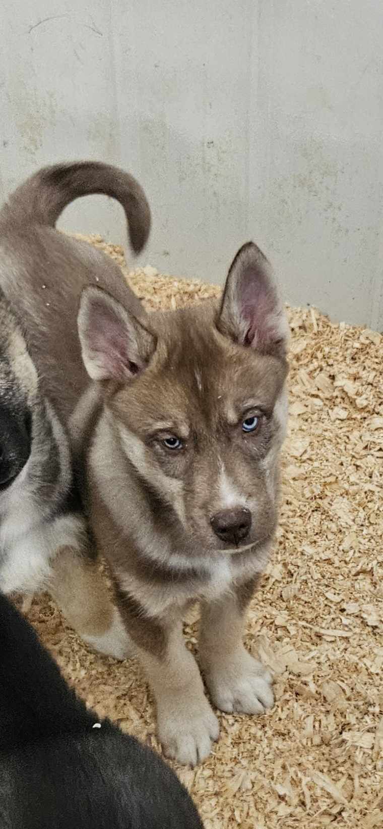 Maxhaven kennels clearance